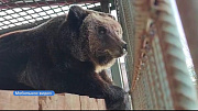 Медведи в барнаульском зоопарке не хотят спать из-за не зимней погоды 