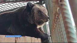 Медведи в барнаульском зоопарке не хотят спать из-за не зимней погоды 