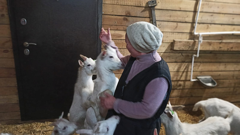 Мимимишная работа: в Смоленском районе разводят молочных коз зааненской породы