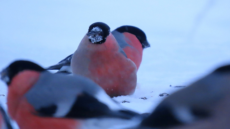 Наполовину – самец, наполовину – самка: жительница Заринского района сфотографировала необычного снегиря
