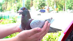 Барнаульские орнитологи в отсутствие интернета напомнили, что письма можно  отправлять голубиной почтой