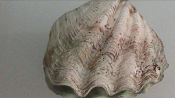 Редкую морскую раковину тридакну обнаружили алтайские таможенники в багаже туриста из Таиланда