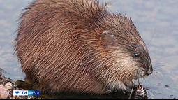 В барнаульском парке «Изумрудный» появилась ондатра