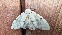 Волдыри, ожоги, зуд и аллергия: жители Чарышского района страдают от нашествия непарного шелкопряда