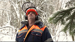 В Алтайском крае взяли под охрану ёлки