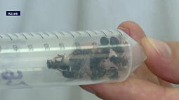 Аграрии шести районов края получили 11 предостережений от алтайского управления Россельхознадзора