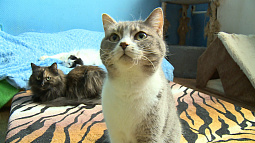 Алтайские учёные составляют каталог беспородных кошек и котов