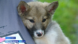 В приюте Новоалтайска шанс на дальнейшую жизнь получают собаки-инвалиды