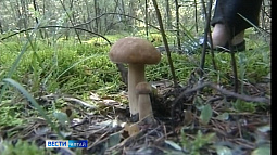 Сегодня отмечается День белого гриба
