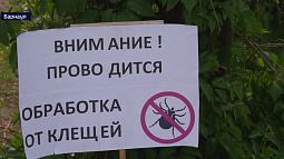 В Сибири и Алтайском крае наступил пик активности клещей