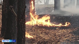 Ликвидировано около 200 возгораний: в Алтайском крае подвели итоги пожароопасного сезона