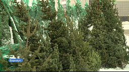 В Барнауле на недавно открывшихся базарах найдена самая дорогая ёлка
