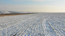 Из-за аномальных морозов в крае могут погибнуть озимые культуры 