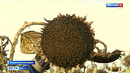 Алтайские аграрии на уборке подсолнечника запросили поддержку с воздуха