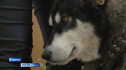 Владельцев собак ждёт наказание от 3 до 5 тыс. руб.