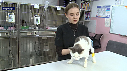 Барнаульский приют для бездомных животных «Бусинка» просит о помощи