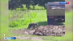 По селу Комариха Шипуновского района гуляет медвежонок