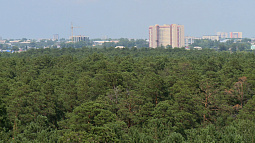 Больше 13 тыс. га городских лесов Алтайского края внесли в Единый госреестр недвижимости