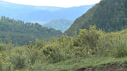 В Алтайском крае создают природный парк «Горная Колывань»