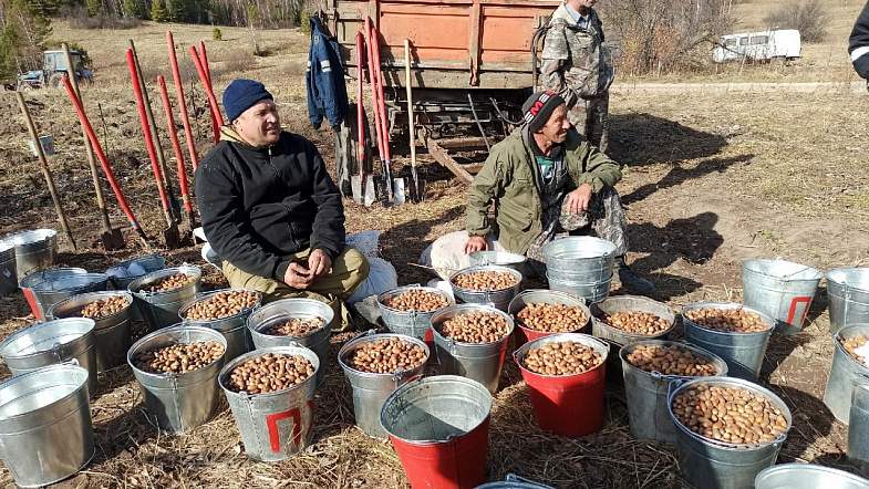 В горах под Белокурихой высаживают дубовую рощу