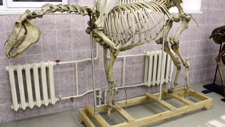 Аграрный университет приглашает барнаульцев ночью посмотреть на скелеты животных