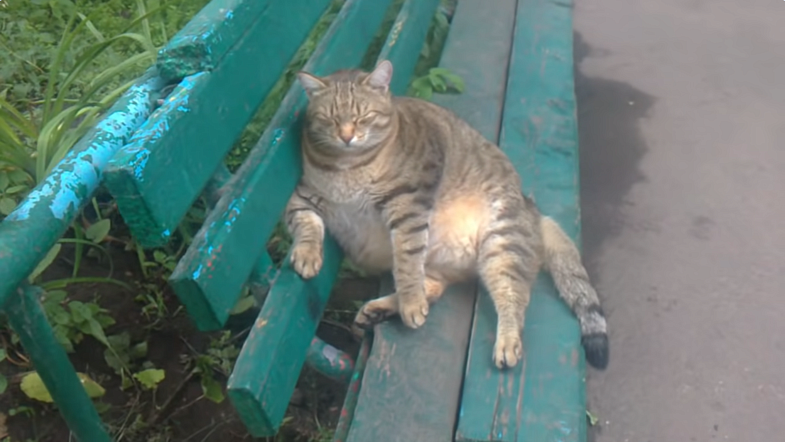 В Бийске умер кот Степан, который прославился из-за лишнего веса