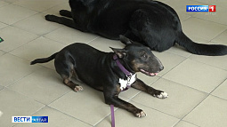 Почти 99% нападений на человека совершают домашние собаки