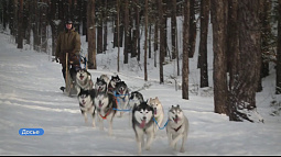 Сегодня День ездовых собак