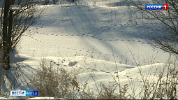 В Алтайском крае выплатили первые премии охотникам за добытых лисиц