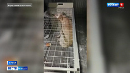 В Бийске с новой силой разгорается скандал вокруг пункта временного содержания бездомных животных