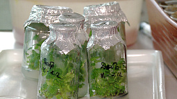 Алтайские учёные выводят региональный сорт ежемалины