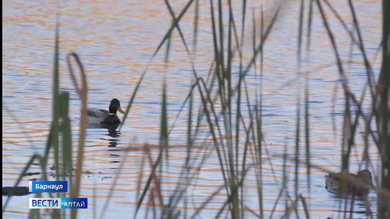 Барнаульцы очистили берег безымянного озера на улице Малахова