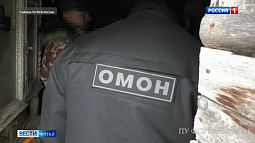 Пять занесённых в Красную книгу соколов изъяли у жителя Алтайского края