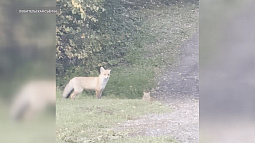 В Барнауле сняли встречу дикой лисы и кота