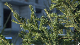 Как дольше сохранить ёлку в домашних условиях? 