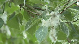 Аллергия на тополиный пух: биологи считают, что виноваты грибы