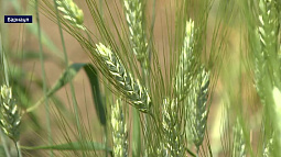 На Алтае вывели два новых сорта пшеницы с улучшенными свойствами