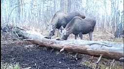 Лоси попали в объектив видеоловушек в Обском заказнике