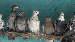 Голубевод из Павловска пять лет выводит свою породу голубей