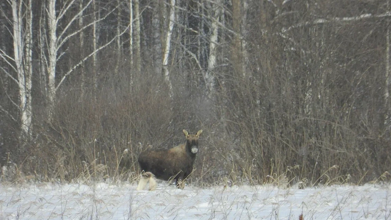 В лесах края косули травмируют ноги, тетерева гибнут в ледяном «плену»