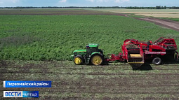 На Алтае стартовала копка картофеля