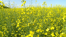 На Алтае разрабатывают проекты рекультивации земель сельскохозяйственного назначения 