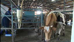 В Алтайском крае назвали три предприятия, получивших в прошлом году максимальное количество молока.