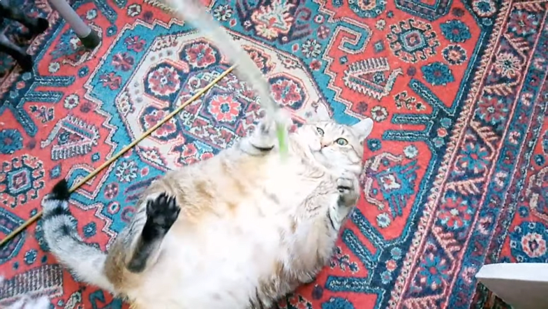 В Бийске умер кот Степан, который прославился из-за лишнего веса