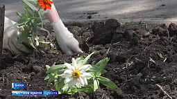 В Бийске из-за заморозков высаживать цветы на городские клумбы пришлось позже обычного
