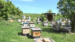 В Смоленском районе пчеловоды и фермеры договорились, как не навредить пчёлам при обработке посевов