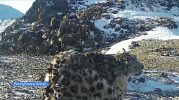 Молодой снежный барс «нелегально» пересёк государственную границу и подтвердил пути миграции