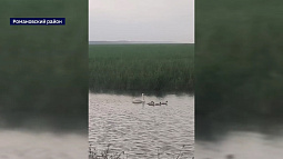 Браконьеры застрелили лебедя на запруде озера Горького, которое расположено по дороге от села Романово