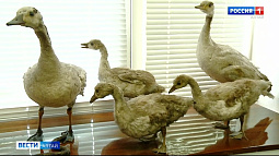 В Институте биологии и биотехнологии АлтГУ стартовала программа «Профессиональный минимум охотника»