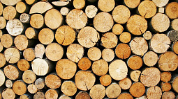 В крае будут судить руководителя лесозаготовительного предприятия по делу о крупной контрабанде леса